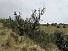 IMG_6300.JPG