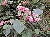 IMG_6307.JPG