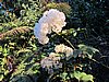 IMG_6323.JPG
