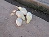 IMG_6344.JPG