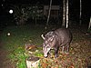 IMG_6390.JPG