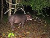 IMG_6526.JPG