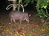 IMG_6527.JPG