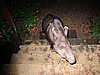 IMG_6544.JPG
