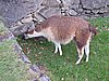 IMG_6663.JPG