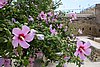 DSC00507.JPG