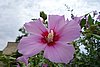 DSC00508.JPG