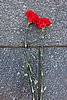 DSC01353.JPG