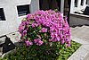 DSC01947.JPG