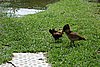 DSC02123.JPG