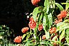 DSC02369.JPG