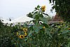 DSC01104.JPG