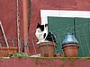 IMG_8233.JPG