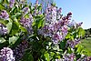 DSC02856.JPG