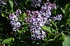 DSC02857.JPG