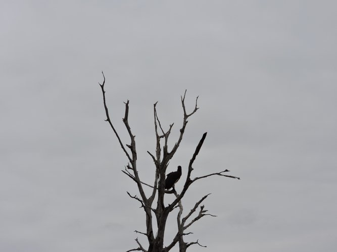 DSCN0780.JPG