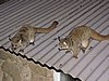 DSCN0248.JPG