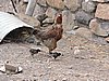 DSCN0508.JPG