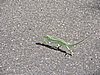 DSCN0646.JPG
