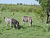 DSCN0733.JPG
