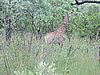 DSCN0738.JPG