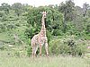 DSCN0785.JPG