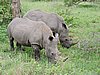 DSCN0797.JPG