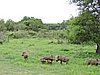 DSCN0806.JPG
