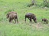 DSCN0811.JPG