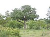 DSCN0909.JPG