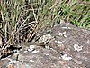 DSCN0973.JPG