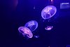 DSC04981.JPG
