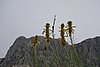 DSC04736.JPG