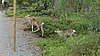 DSC05432.JPG