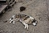 DSC05454.JPG
