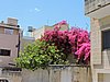 DSCN1270.JPG