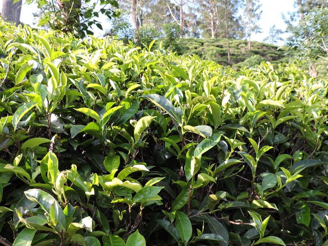 DSCN2208.JPG