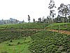 DSCN2263.JPG
