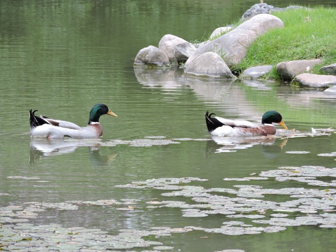 DSCN6799.JPG