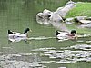 DSCN6799.JPG
