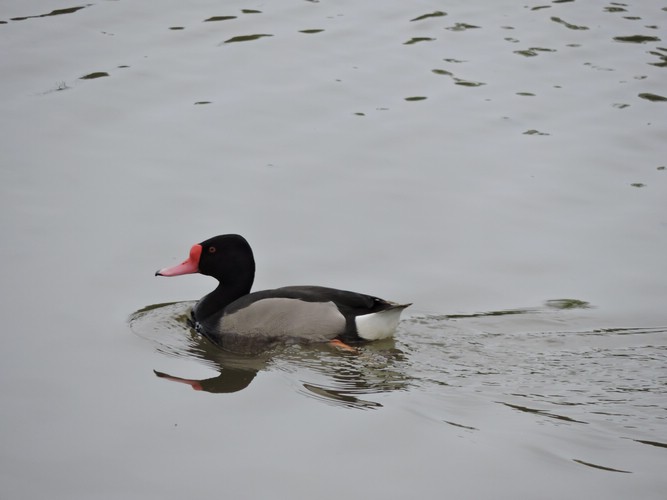 DSCN7418.JPG