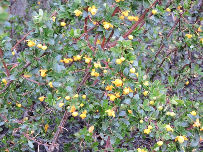 DSCN7542.JPG