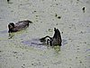 DSCN7433.JPG