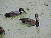 DSCN7438.JPG