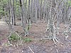 DSCN7540.JPG