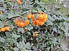 DSCN7543.JPG