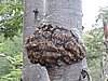DSCN7549.JPG