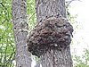 DSCN7558.JPG