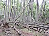 DSCN7563.JPG