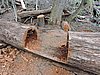 DSCN7564.JPG